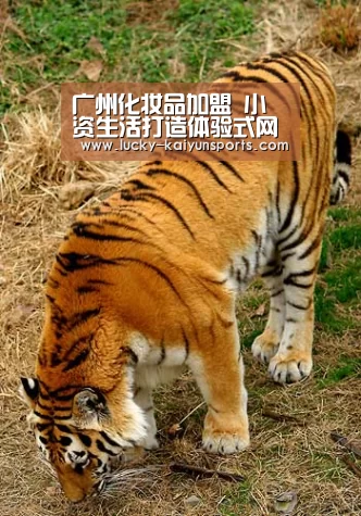 开云体育